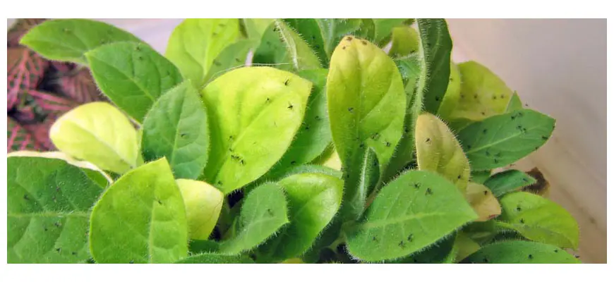 how to get rid of fungus gnats