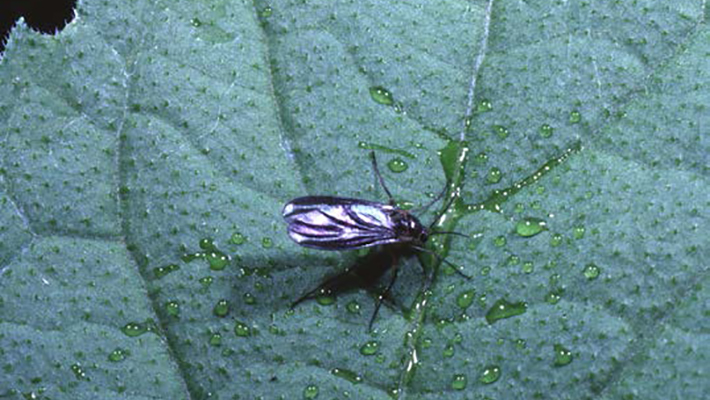 gnats fungus gnat?