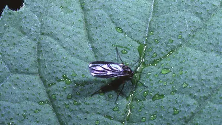 Close-up of adult fungus gnat on plant leaf showing mosquito-like body shape and Y-wing vein