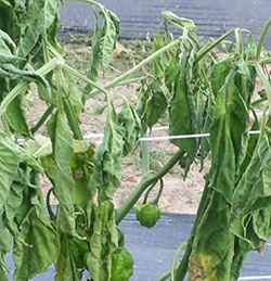 fusarium wilt fusarium wilt