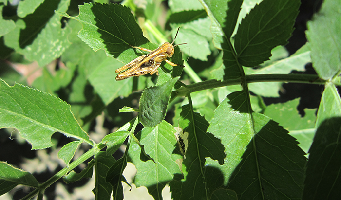 grasshoppers grasshopper damage on plant leaf