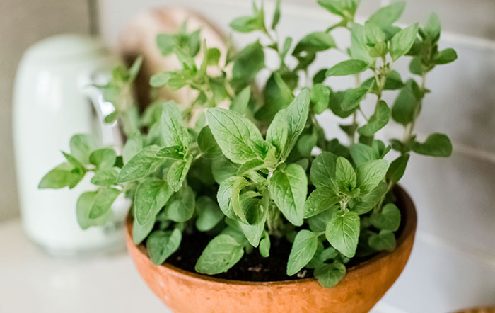 oregano-herbs How To Grow Oregano Indoors - What Else Is Needed?