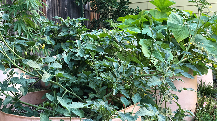 protecting plants from frost