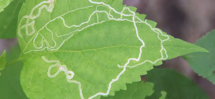 get rid of leafminers