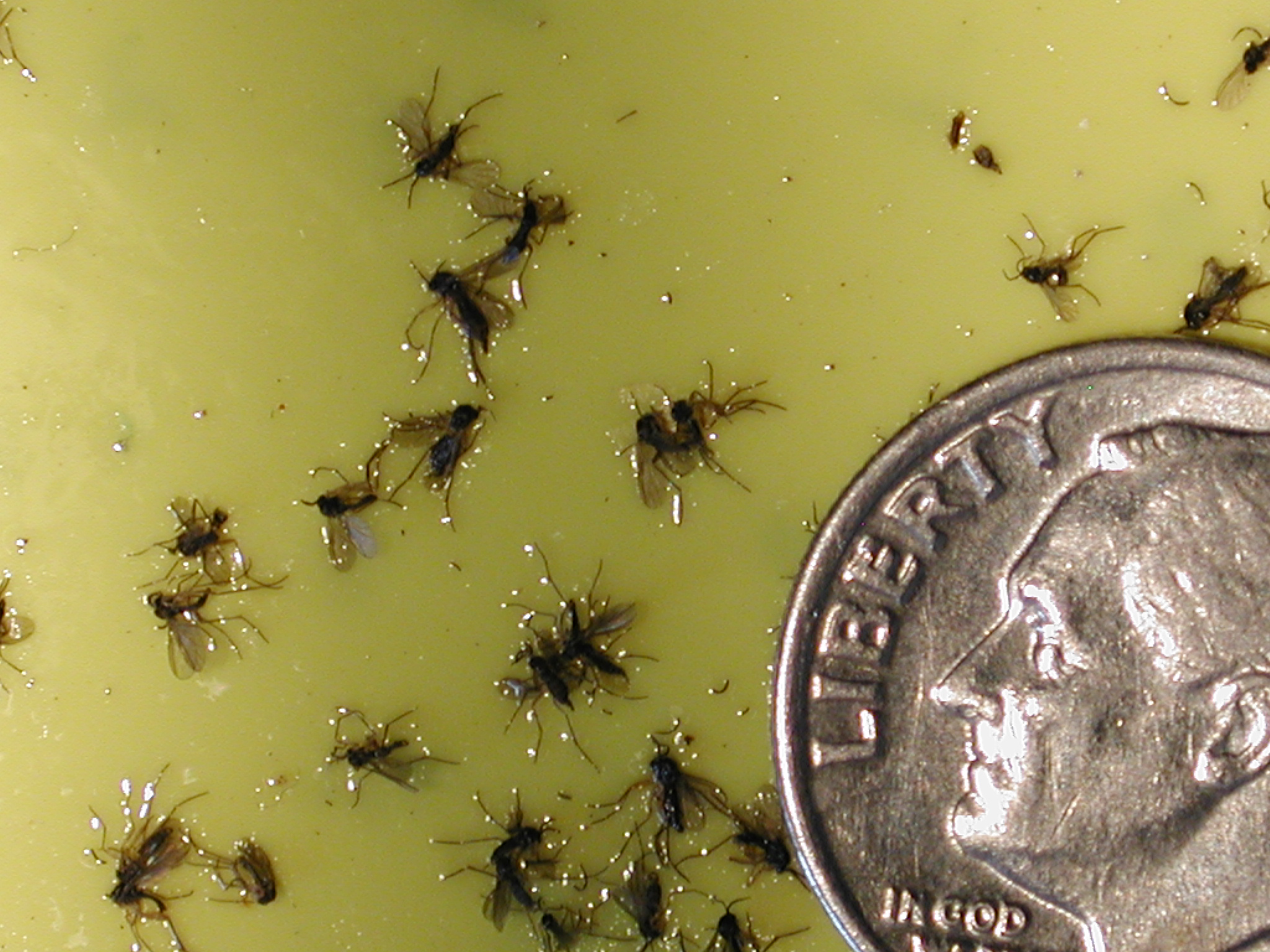 gnats Gnats