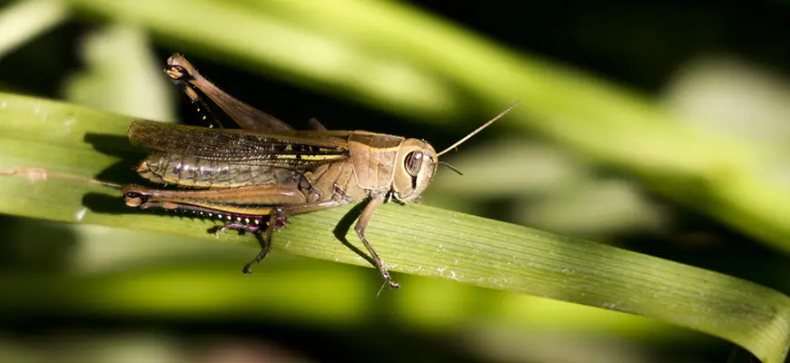 how to get rid of grasshoppers