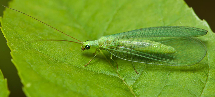 Chrysoperla rufilabris Green Lacewings
