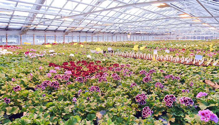 greenhouse-planting Why You Should Consider Greenhouse Growing
