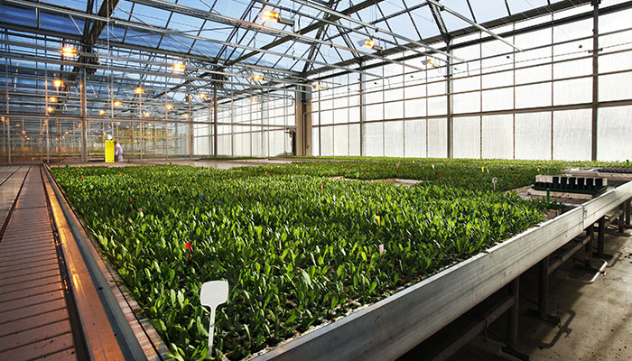 greenhouse Indoor vs Outdoor vs Greenhouse Flower