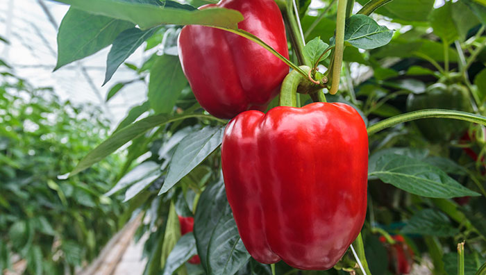 greenhouse-beginners What Can You Grow In A Greenhouse For Beginners?