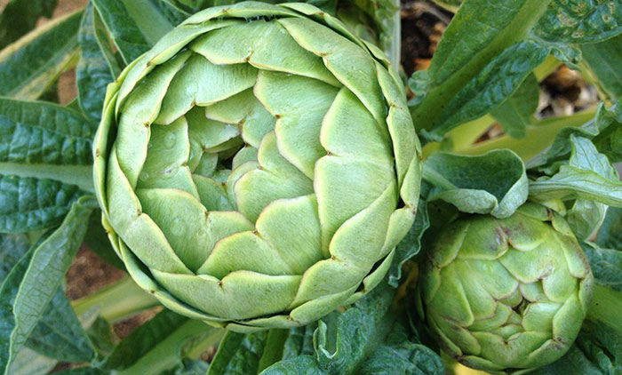 artichokes What Are Artichoke Plants?