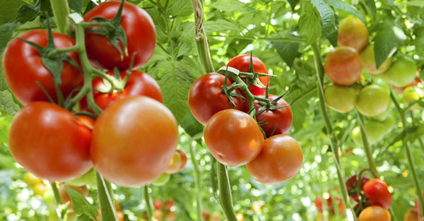 tomato garden What is the best hydroponic system for growing tomatoes?