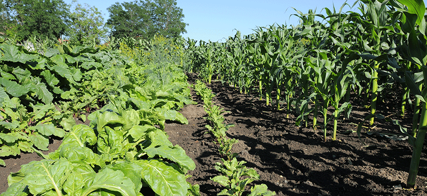 Growing Produce