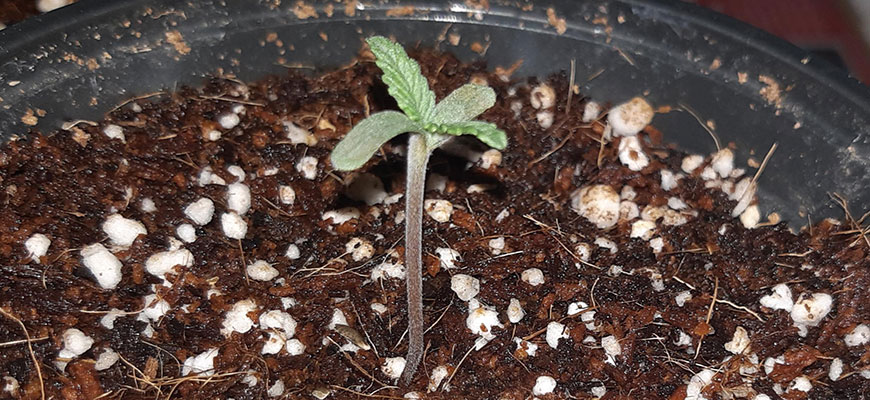 Growing In Coco