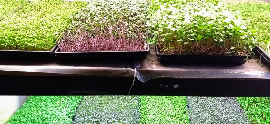growing microgreens hydroponically