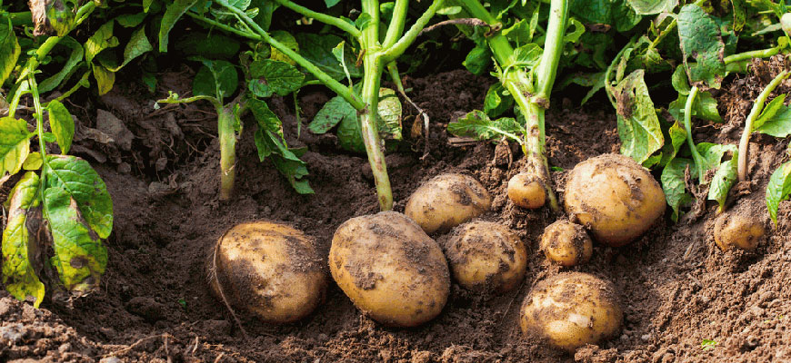 how to grow a potato plant
