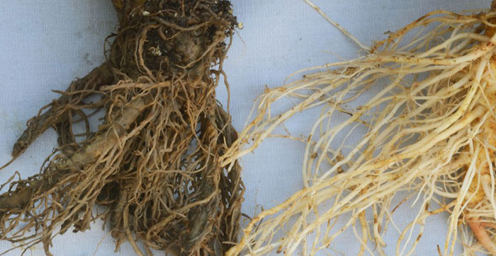 root-rot learn how to get rid of root rot in this post!