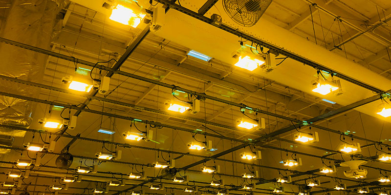 LED-vs-HPS LED vs HPS Grow Lights - The Criteria For Comparing The Two