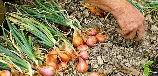 harvest-shallots How To Harvest Shallots