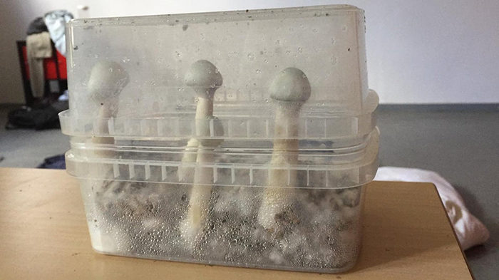 5. Harvest Your Mushrooms