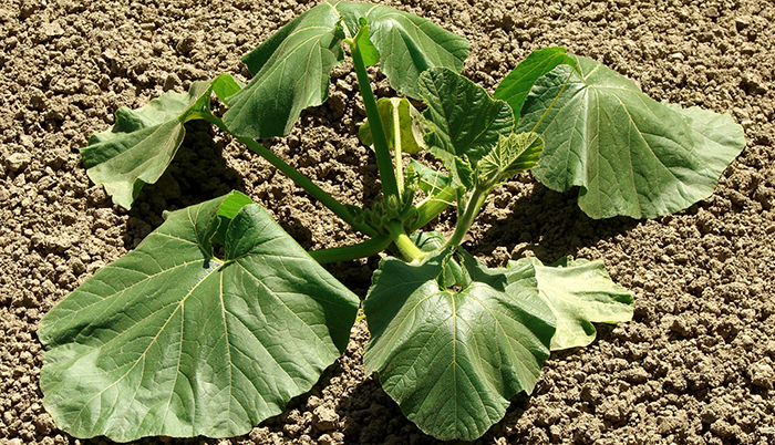 What Is Heat Stress In Plants