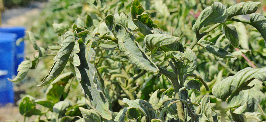 identify and treat heat stress in plants
