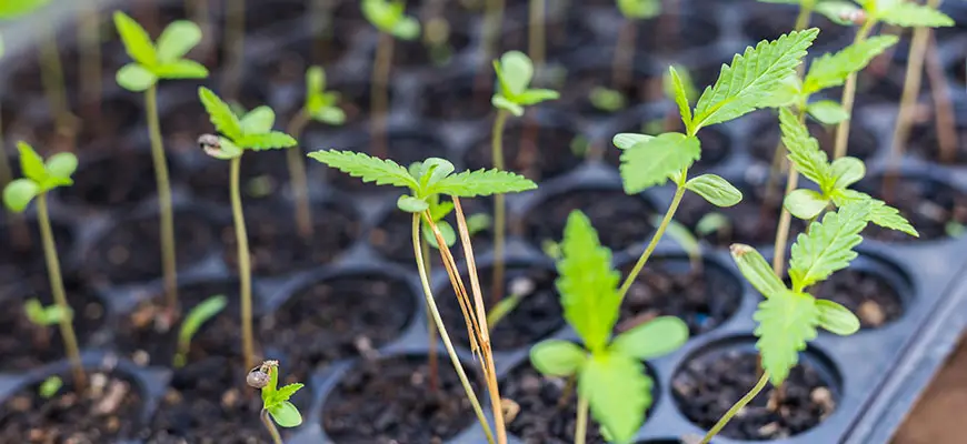 hemp growing supplies