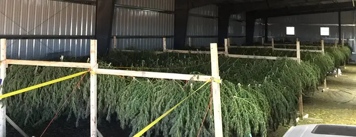 Cannabis plants hanging in a controlled dry room at low temperature and humidity for terpene preservation