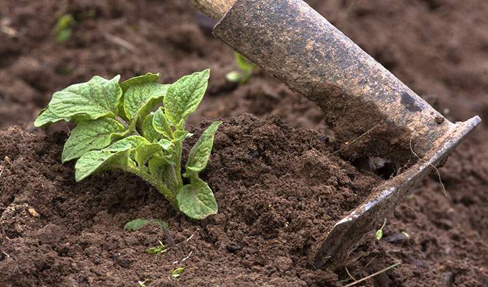 Hilling Your Potato Garden
