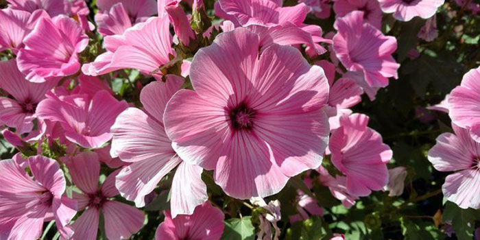 grow-hollyhocks Monitoring Hollyhocks Diseases & Problems
