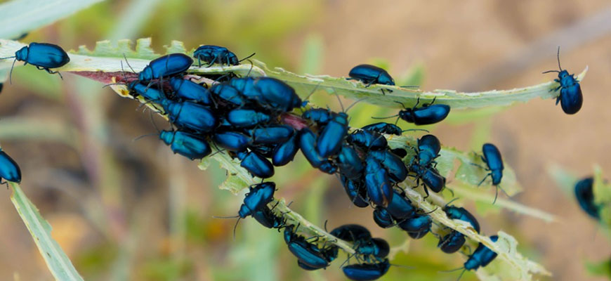 How To Get Rid Of Flea Beetles In The Garden