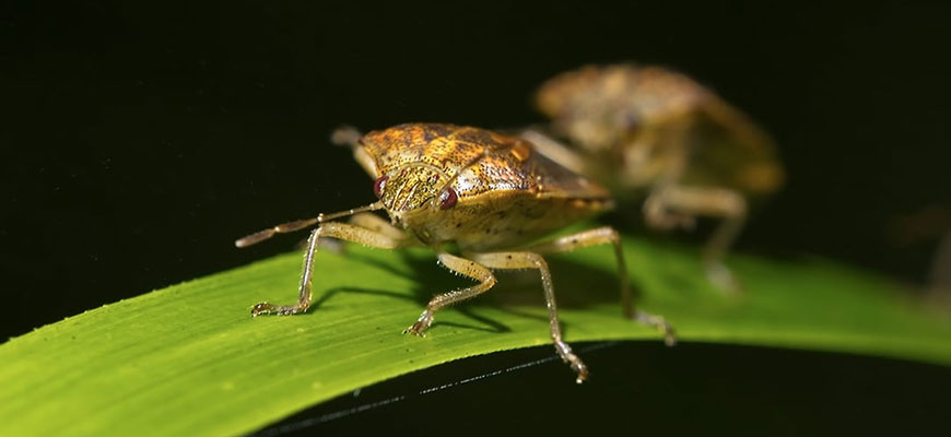 how to get rid of stink bugs in garden