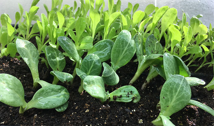 grow-arithcokes How Deep Do You Plant Artichoke Seeds?