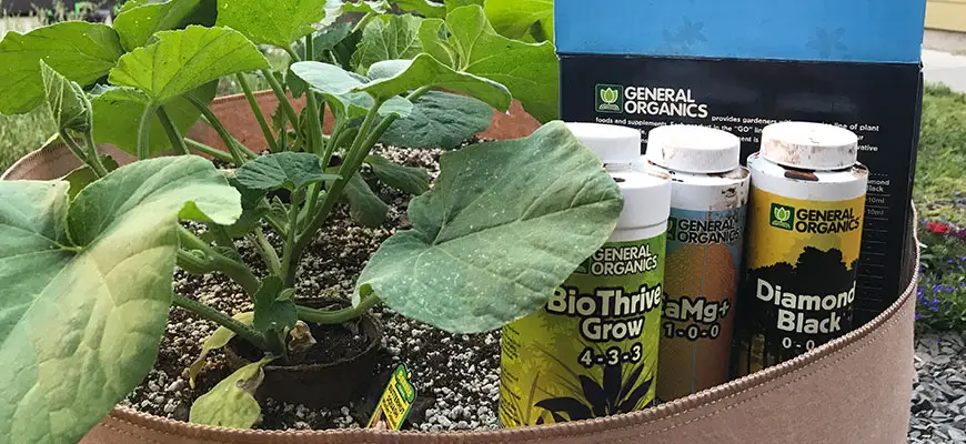 How Often Should I Give My Plants Nutrients?