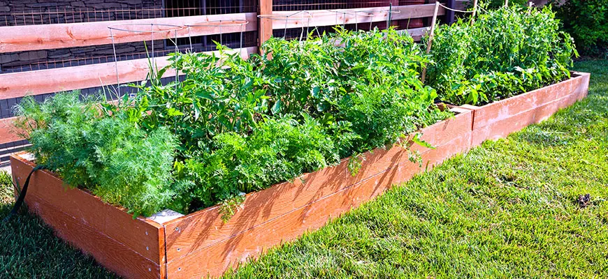 How to start an herb garden