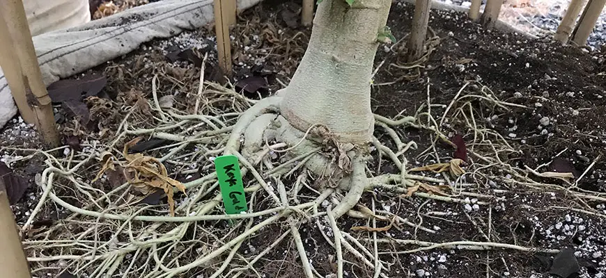 How to transplant a plant