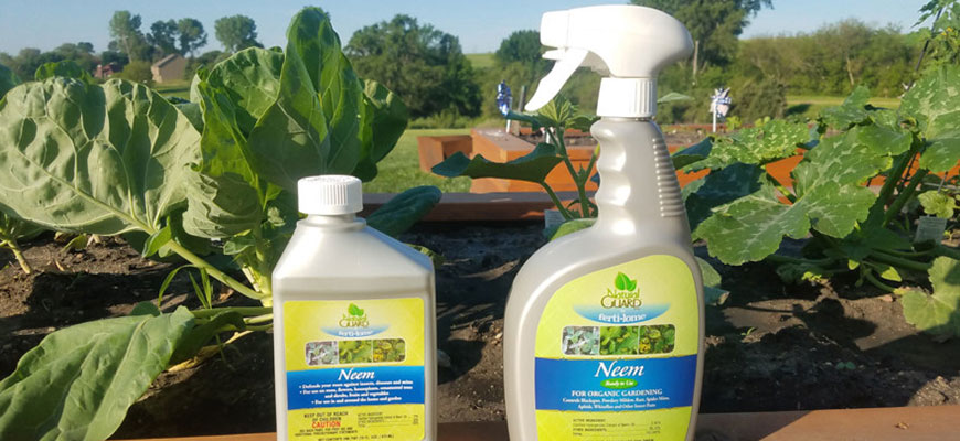When & How To Use Neem Oil On Plants