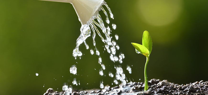 How to properly water plants