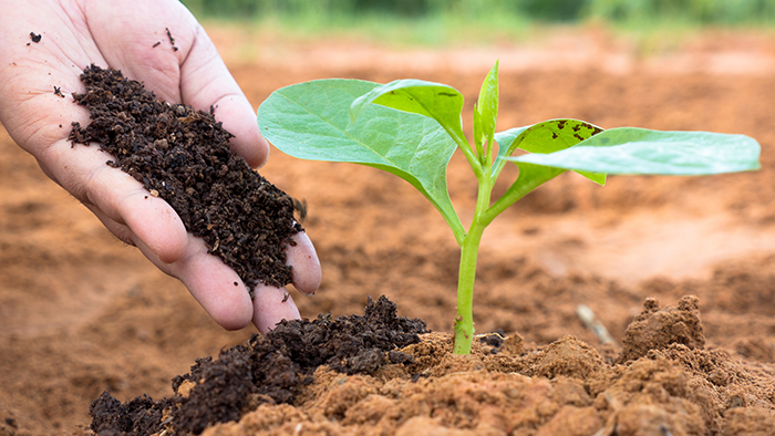 worms How To Use Worm Castings In Potted Plants & Garden Beds Alike