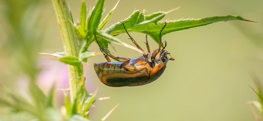how to get rid of june bugs on plants