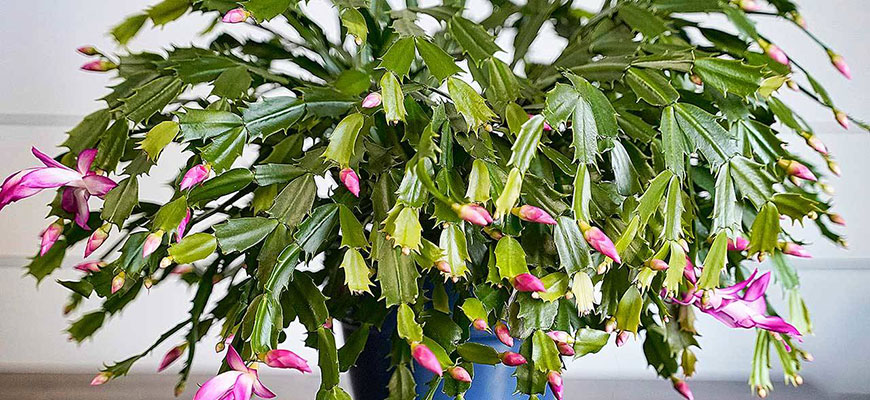 how to grow a christmas cactus
