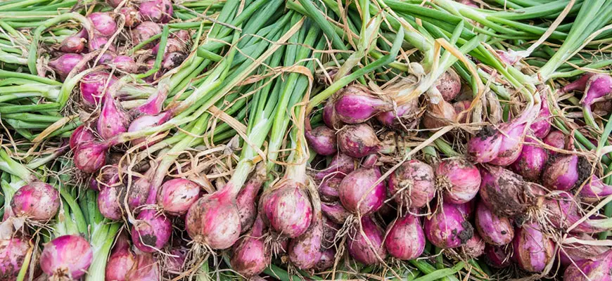 How To Grow Shallots