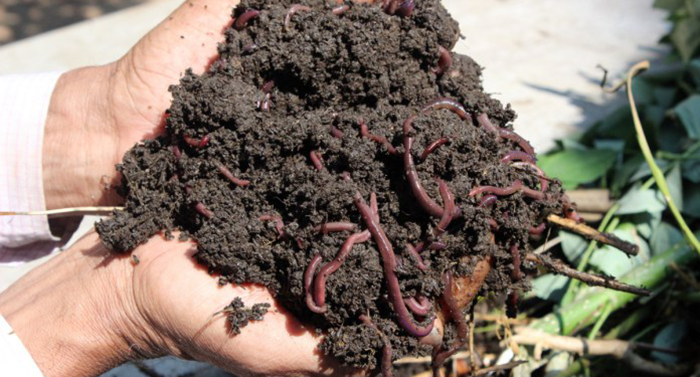 castings Are Worm Castings A Complete Fertilizer?