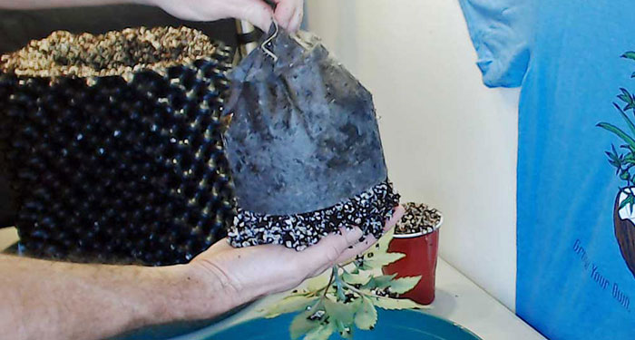 eliminate-rot How To Get Rid Of Root Rot