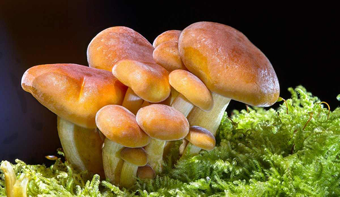 Why Should You Grow Hydroponic Mushrooms?