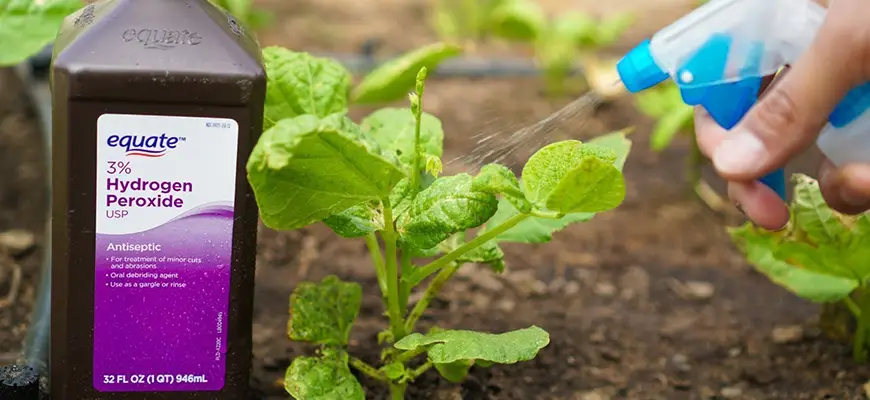 Is Hydrogen Peroxide Good For Plants?