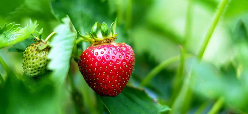 Hydroponic Strawberries