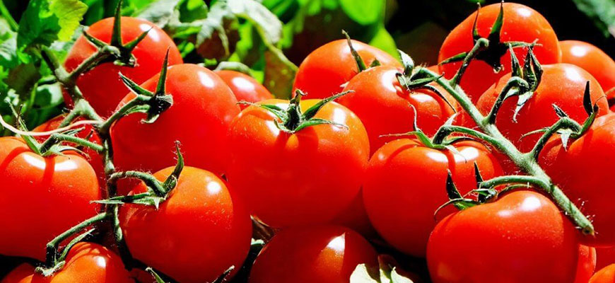 Hydroponic Tomatoes