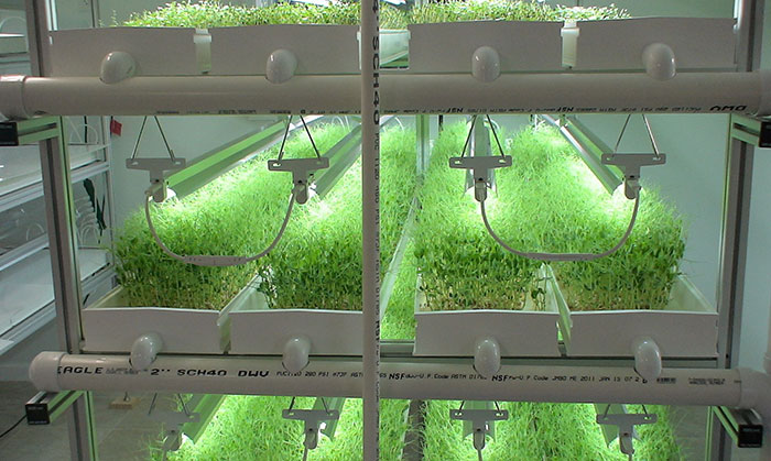 hydro-greens What Is Needed To Start Growing Microgreens Hydroponically?