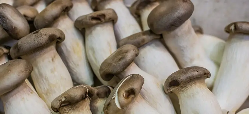 hydroponic mushrooms